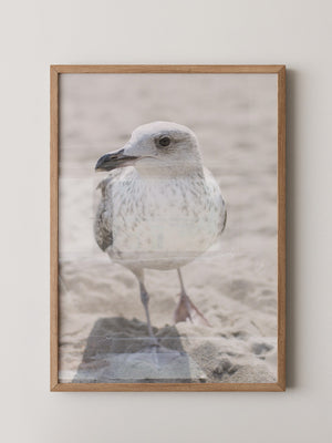 Möwe am Strand Naturfarbe