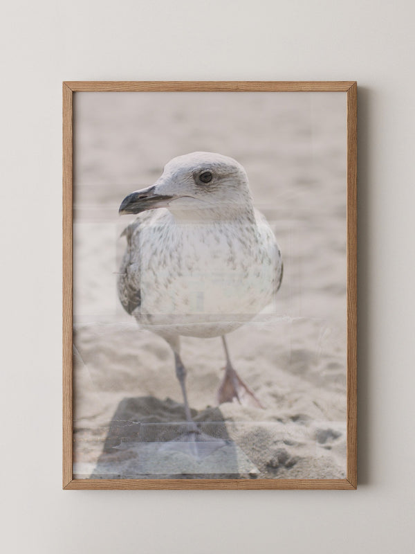 Möwe am Strand Naturfarbe