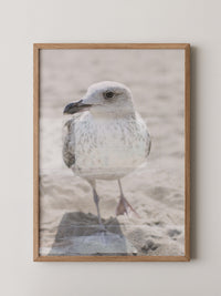 Möwe am Strand Naturfarbe
