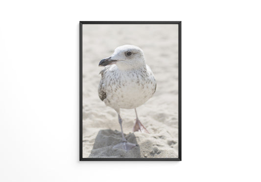 Möwe am Strand Naturfarbe
