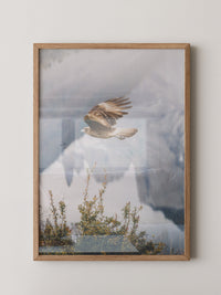 Greifvogel Flug Berge Nebel