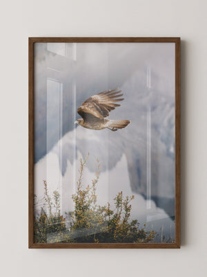 Greifvogel Flug Berge Nebel