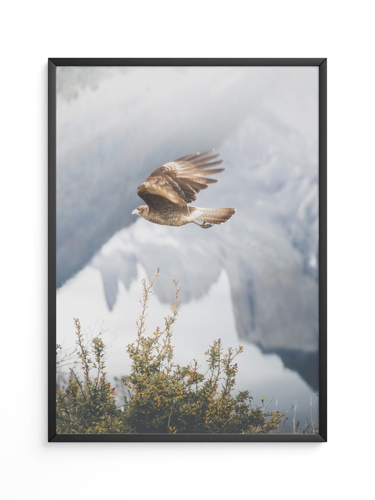 Greifvogel Flug Berge Nebel