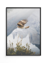 Greifvogel Flug Berge Nebel