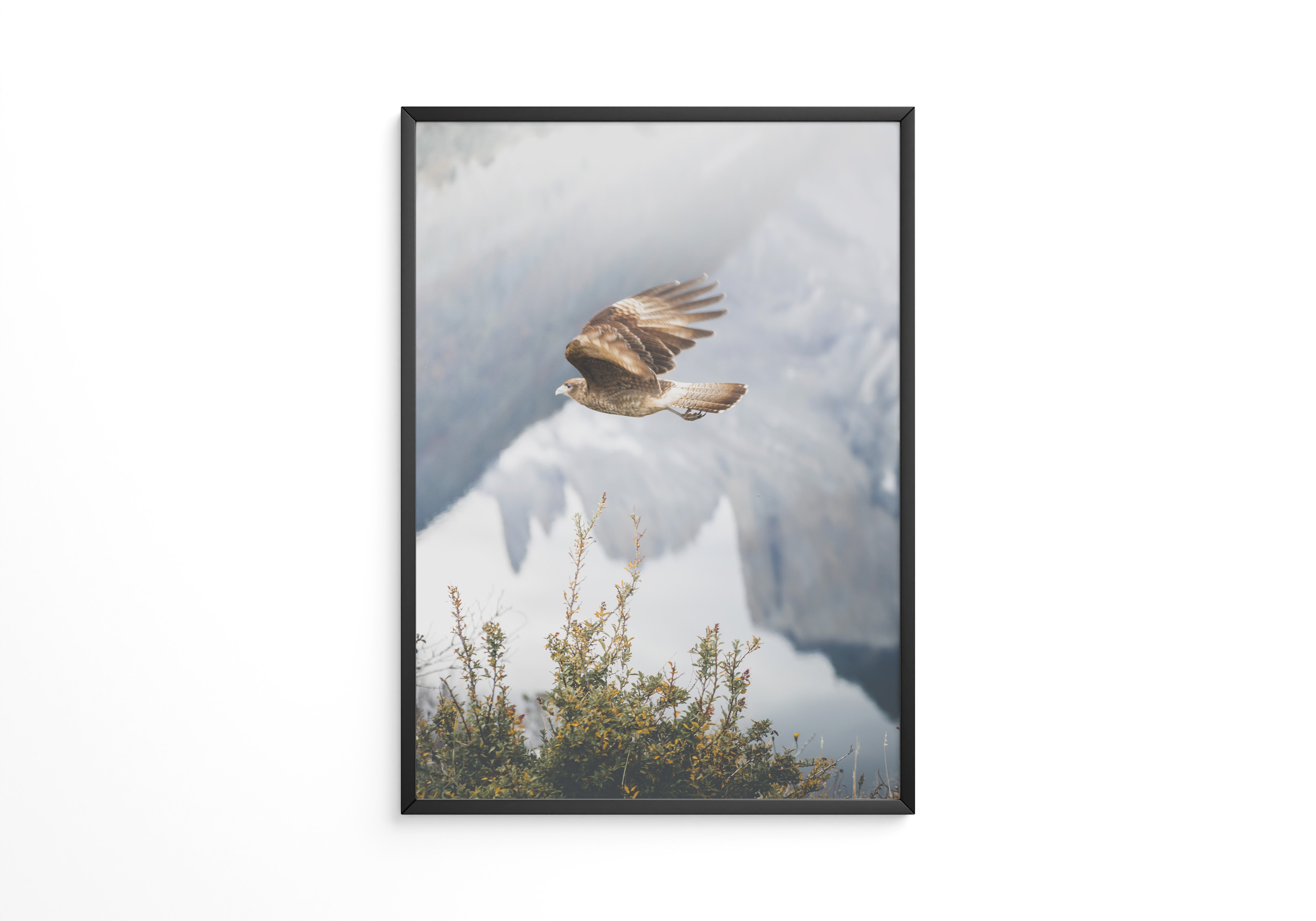 Greifvogel Flug Berge Nebel