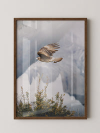 Greifvogel Flug Berge Nebel
