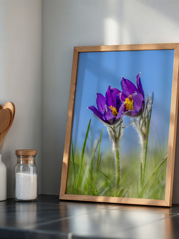 Küchenschellen Blütenwiese