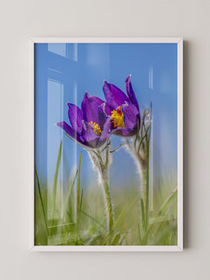 Küchenschellen Blütenwiese