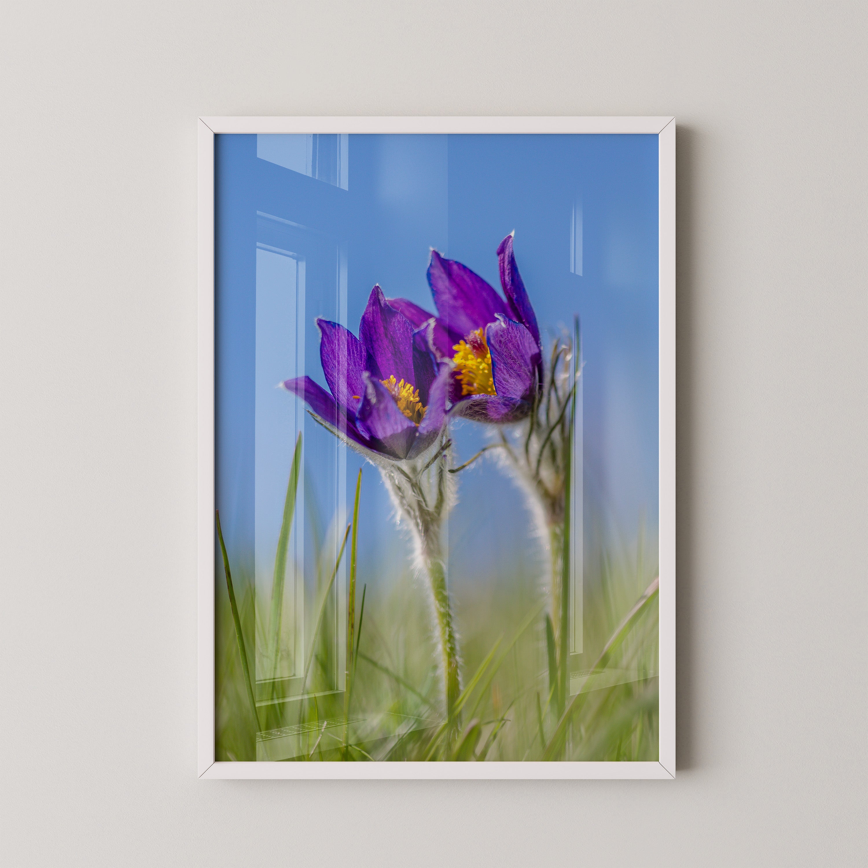 Küchenschellen Blütenwiese