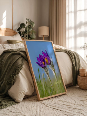 Küchenschellen Blütenwiese