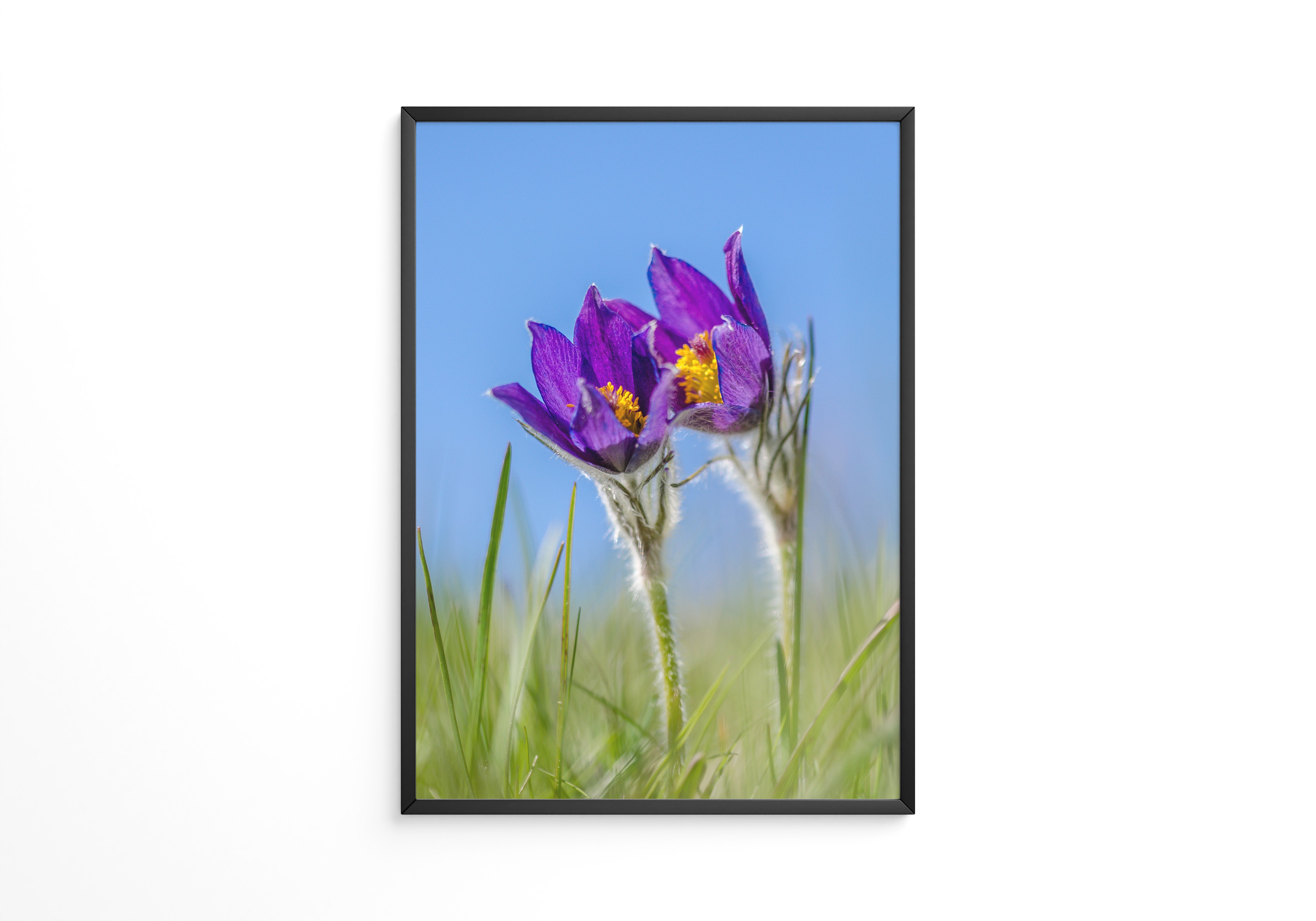 Küchenschellen Blütenwiese