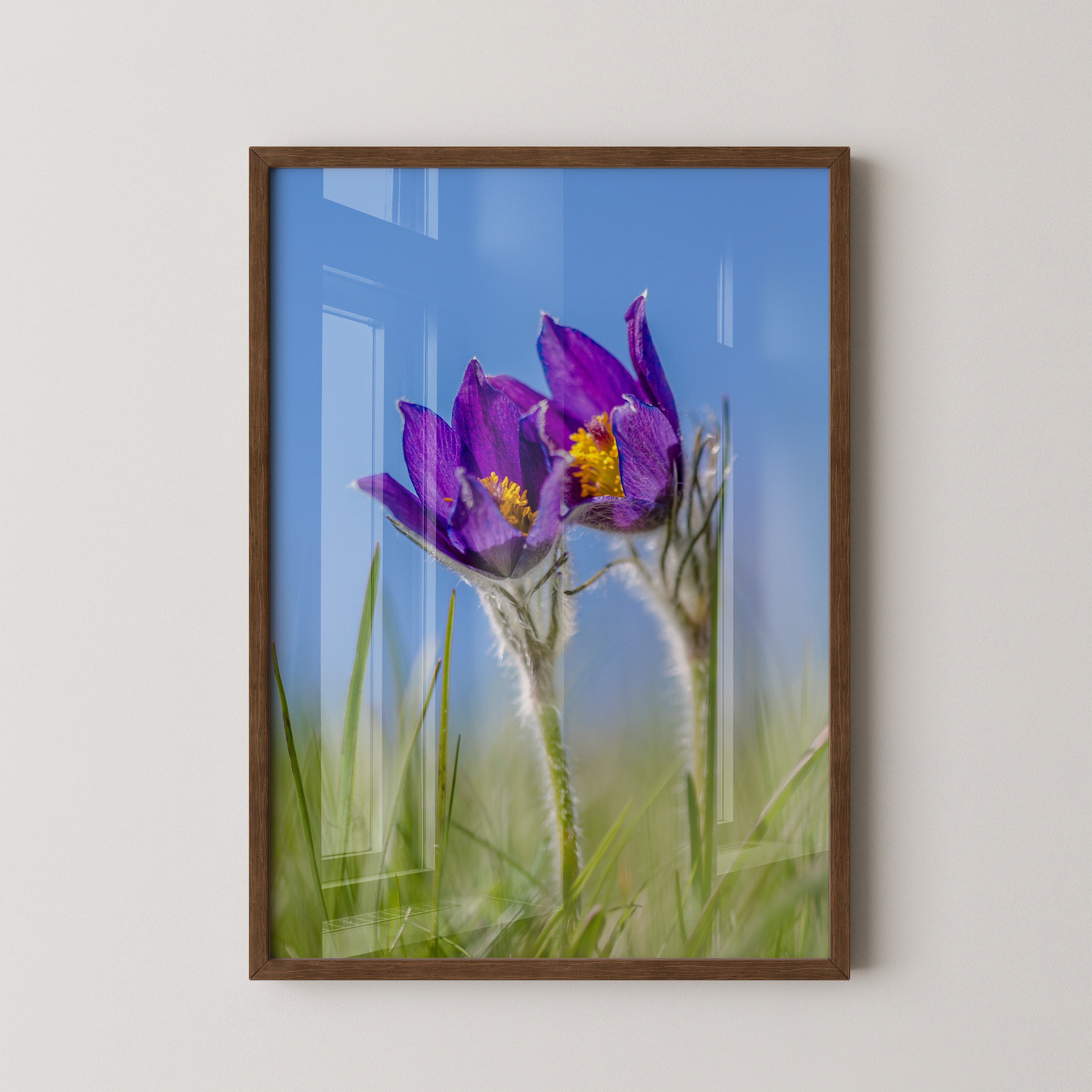 Küchenschellen Blütenwiese