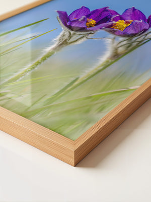 Küchenschellen Blütenwiese