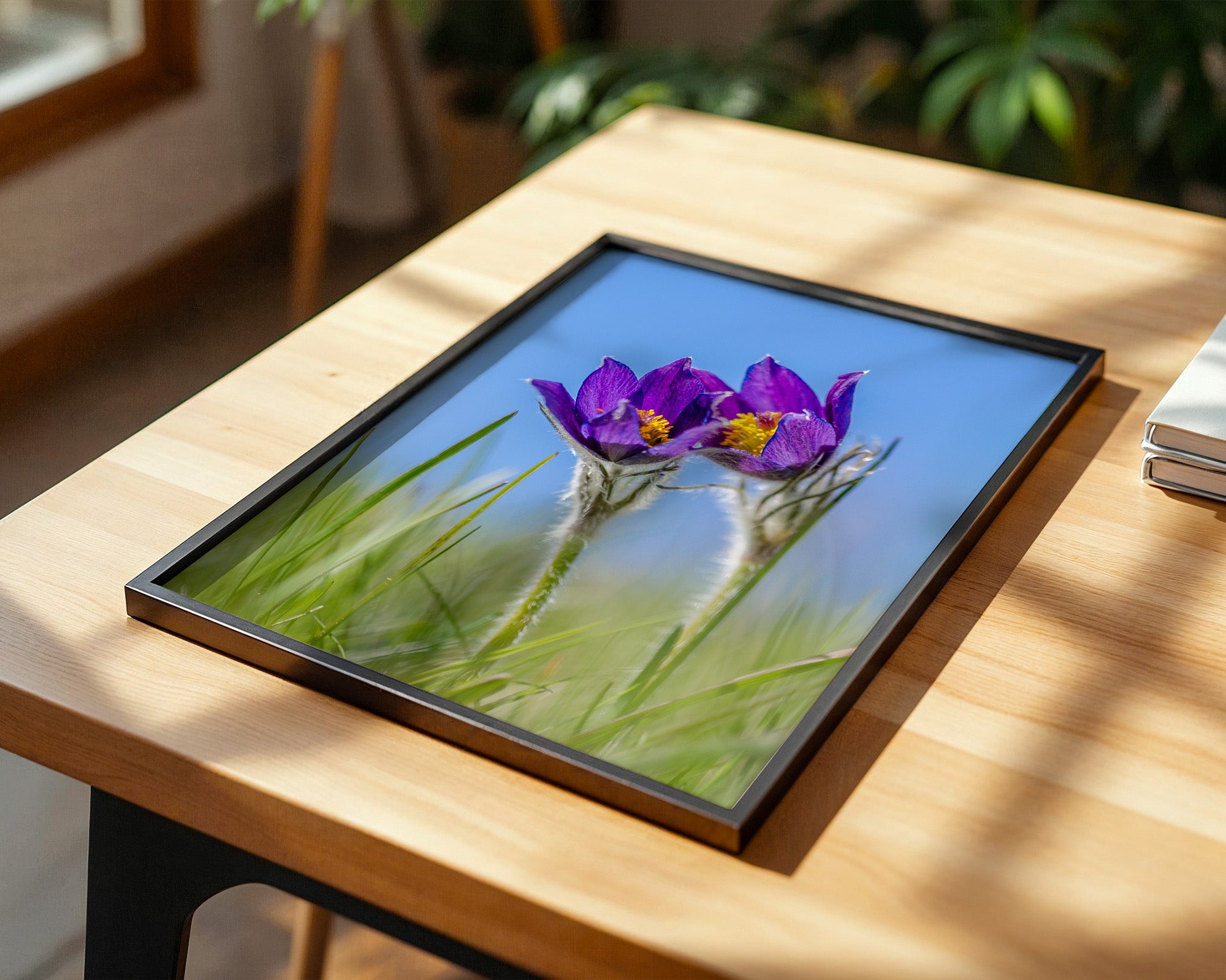 Küchenschellen Blütenwiese