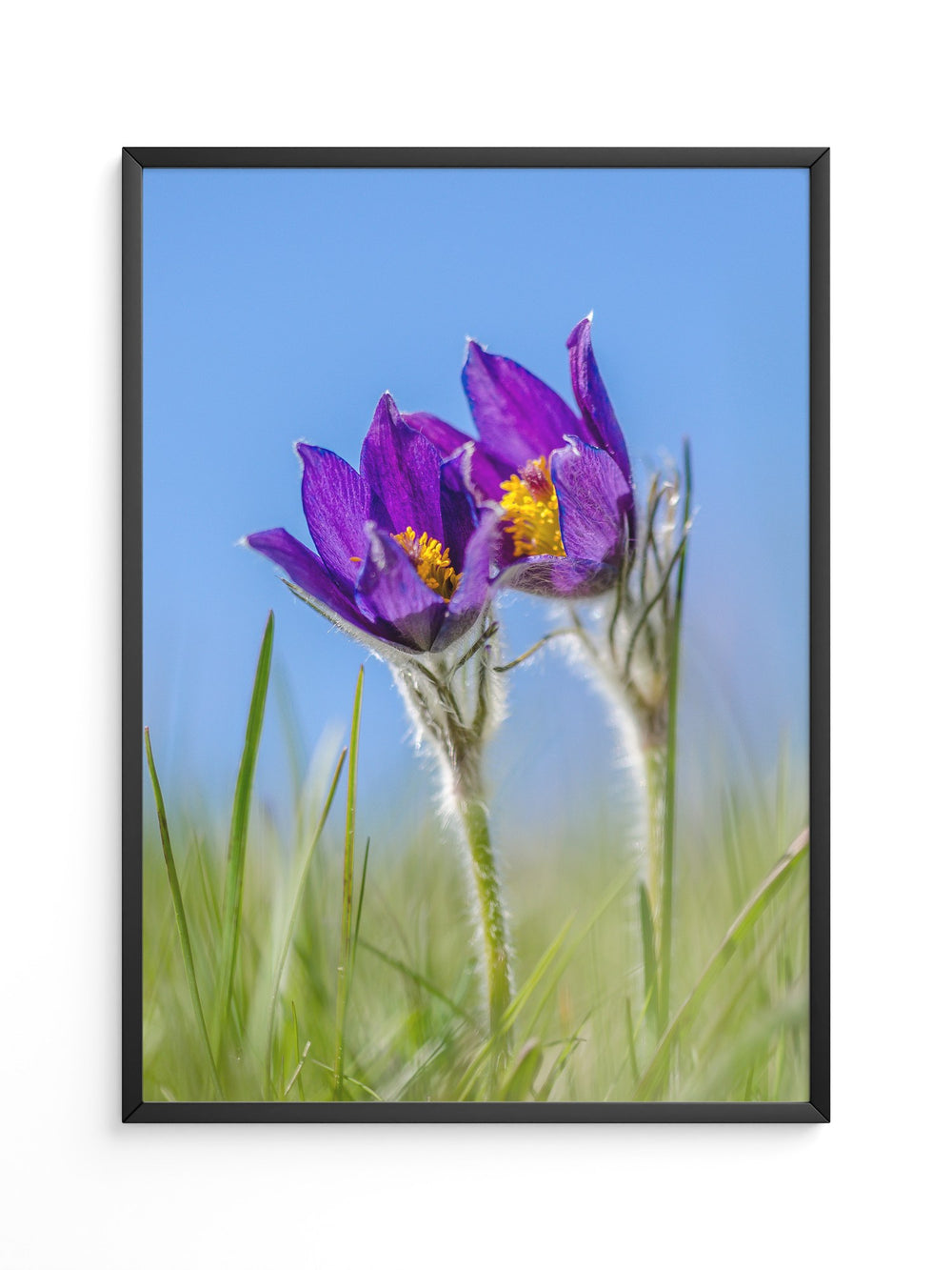 Küchenschellen Blütenwiese