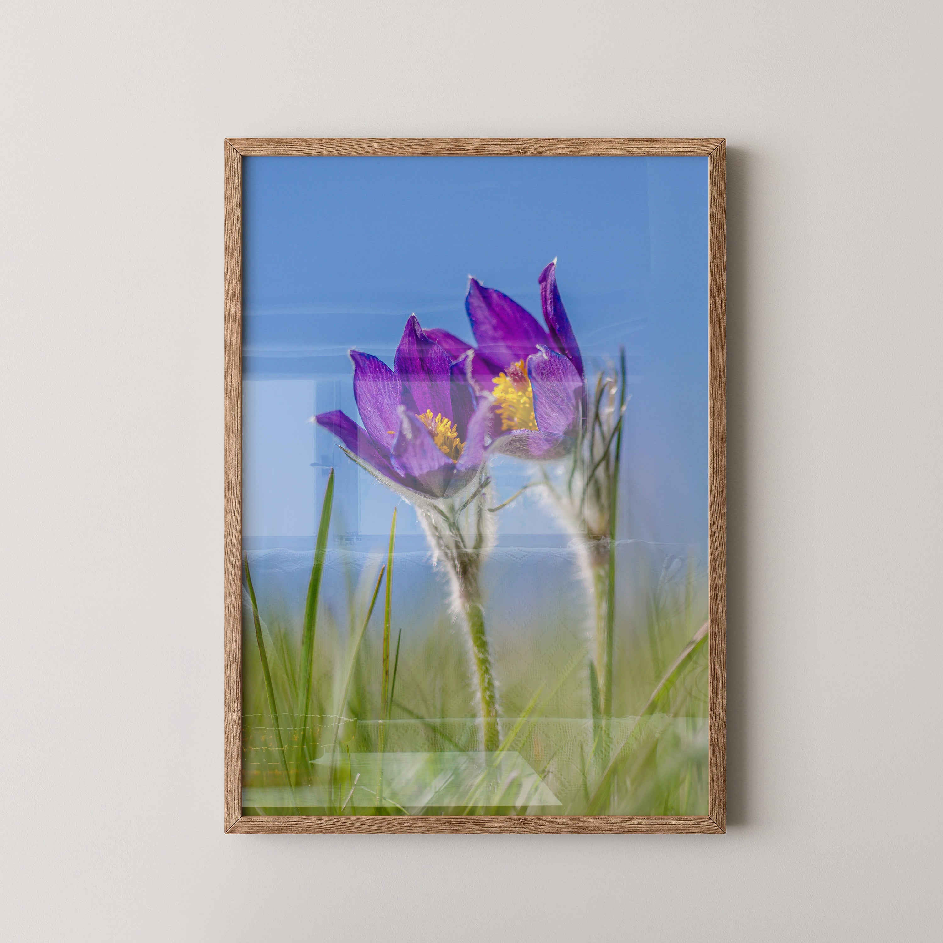 Küchenschellen Blütenwiese