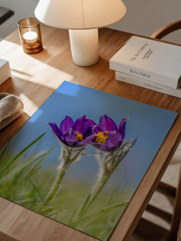 Küchenschellen Blütenwiese