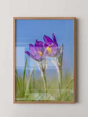 Küchenschellen Blütenwiese