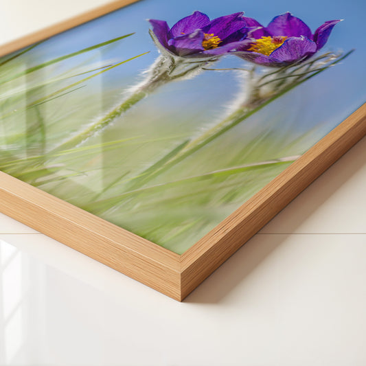 Küchenschellen Blütenwiese