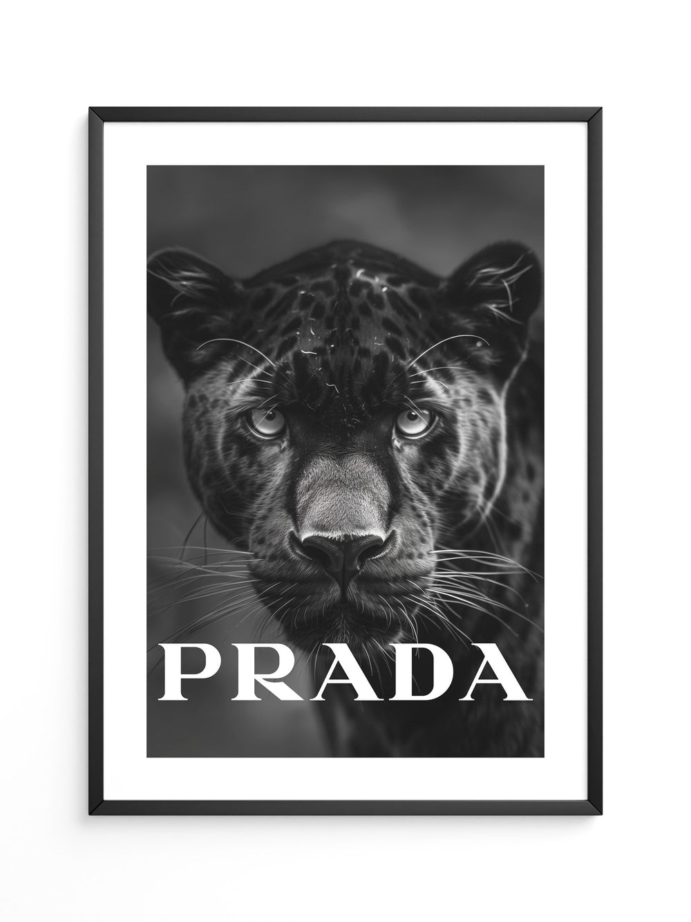 Leopard Nahaufnahme Schwarzweiß