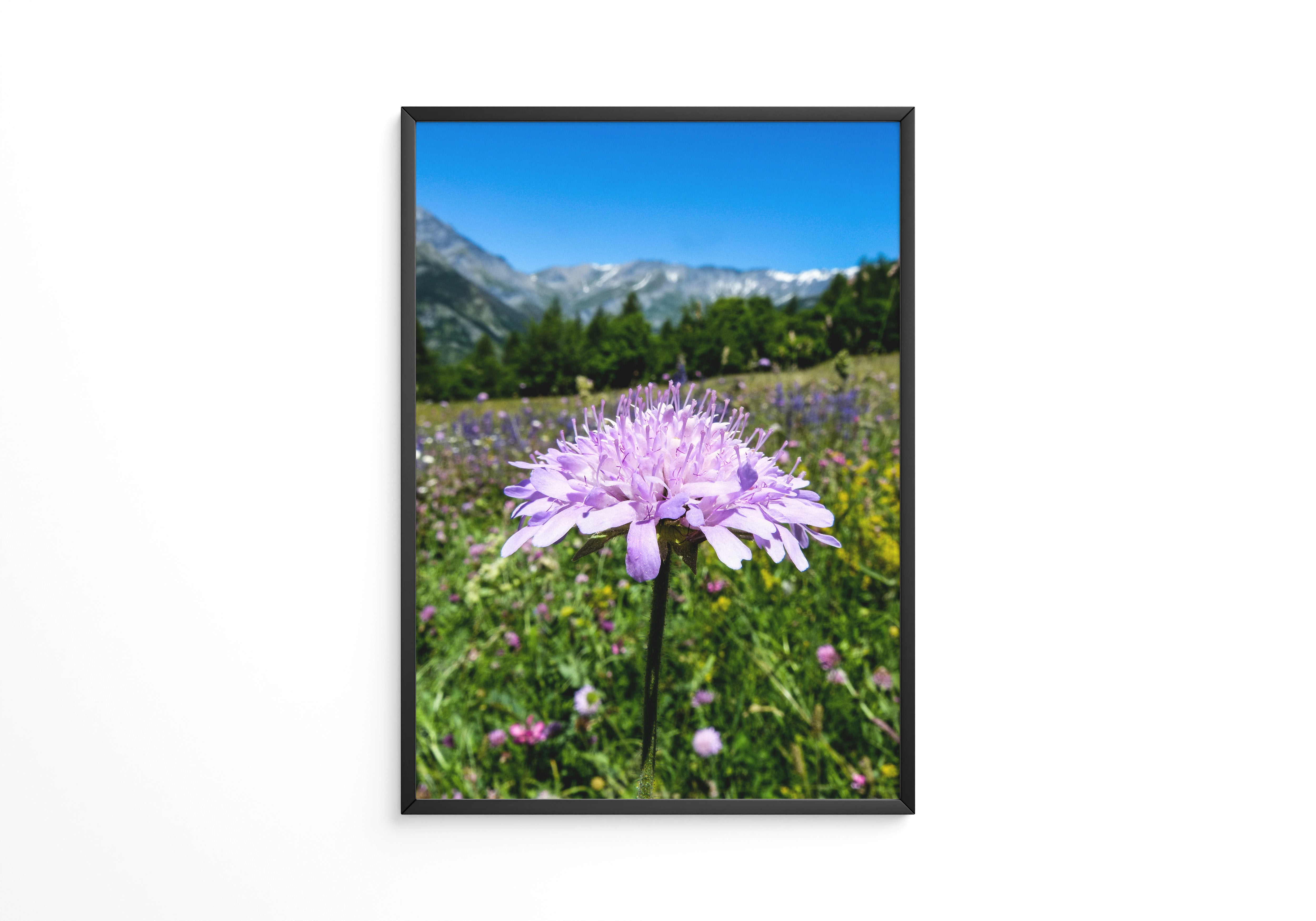 Lila Blume Makro Wiese