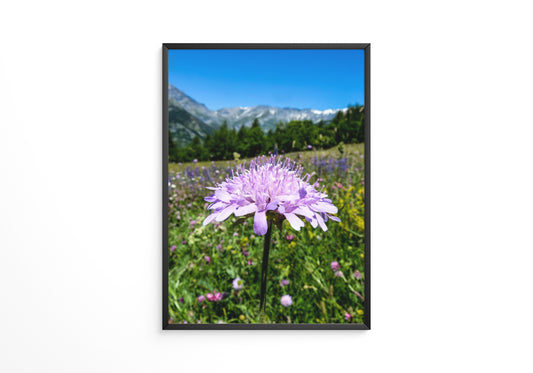 Lila Blume Makro Wiese