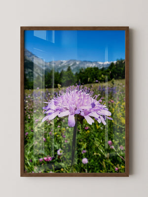Lila Blume Makro Wiese