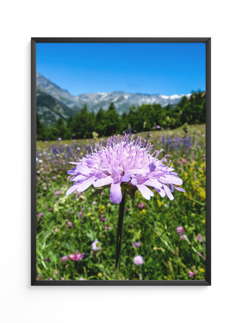 Lila Blume Makro Wiese