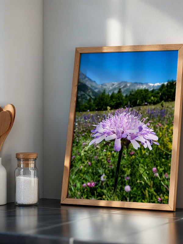 Lila Blume Makro Wiese