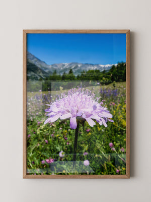 Lila Blume Makro Wiese