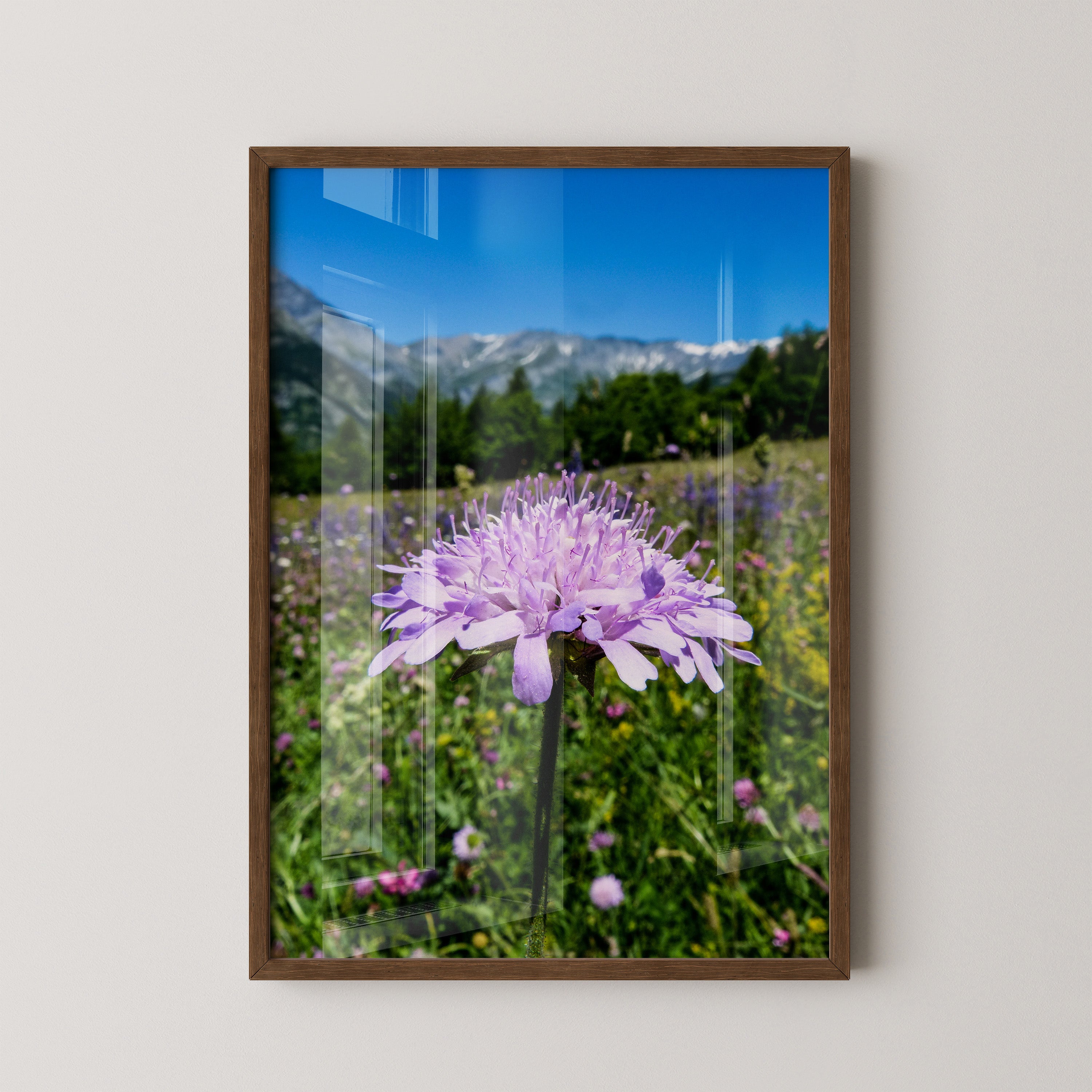 Lila Blume Makro Wiese