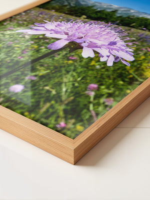 Lila Blume Makro Wiese