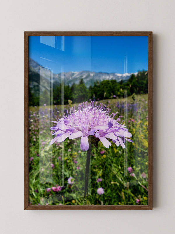 Lila Blume Makro Wiese