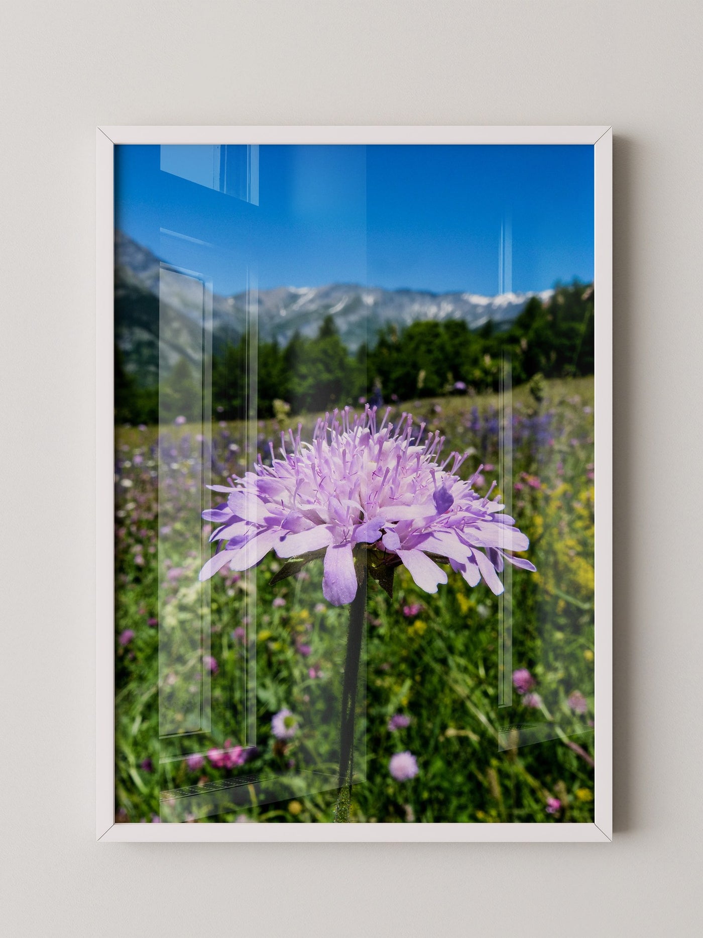 Lila Blume Makro Wiese