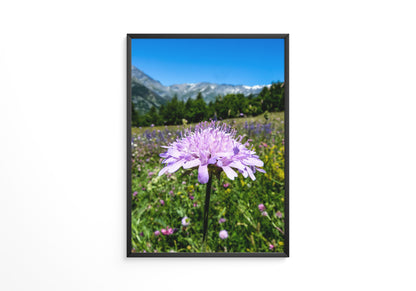 Lila Blume Makro Wiese