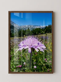 Lila Blume Makro Wiese