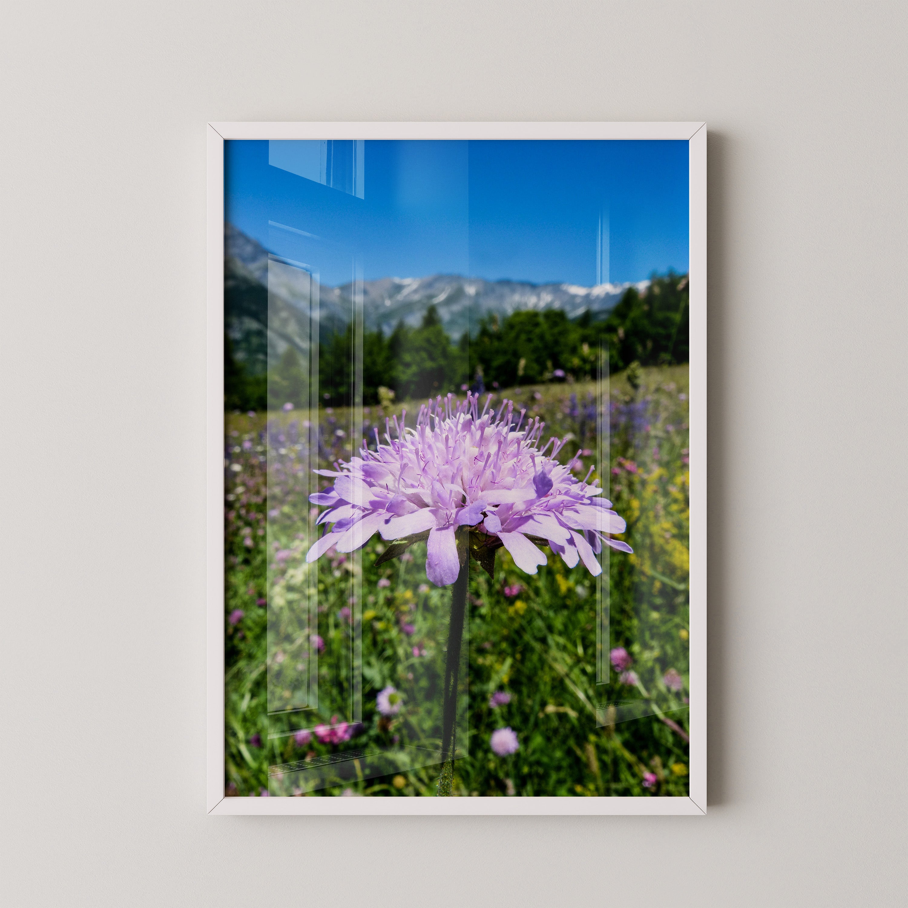 Lila Blume Makro Wiese