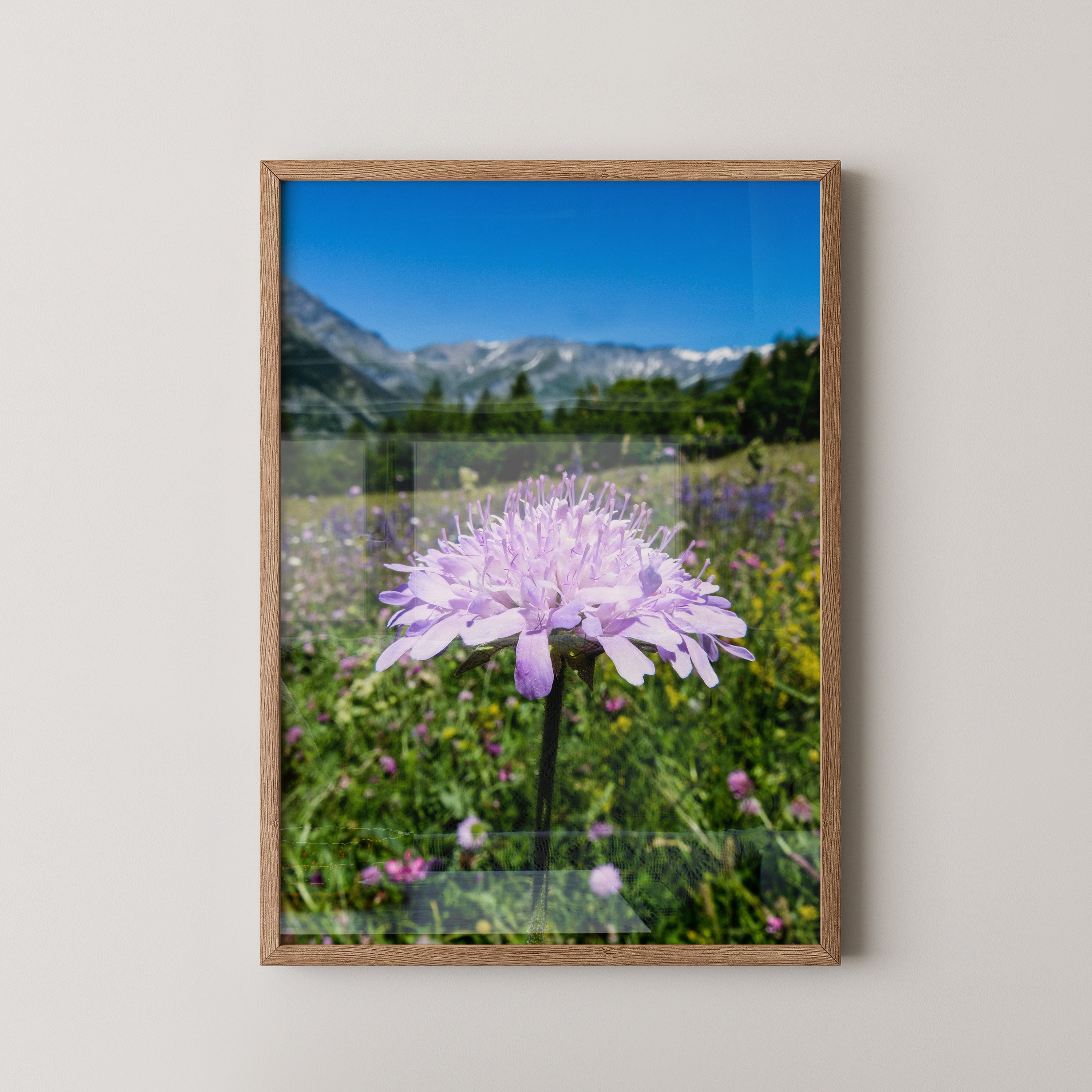 Lila Blume Makro Wiese