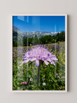 Lila Blume Makro Wiese