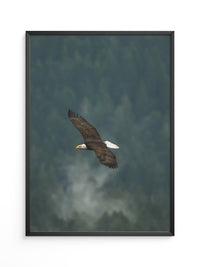 Adlerflug über grüner Wildnis