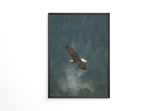 Adlerflug über grüner Wildnis
