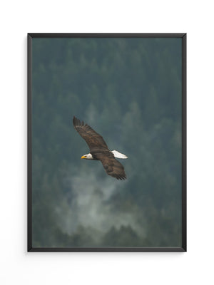 Adlerflug über grüner Wildnis