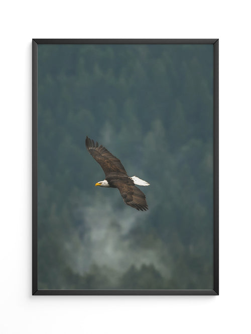 Adlerflug über grüner Wildnis
