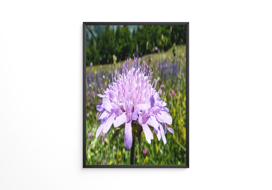 Lila Blume Nahaufnahme