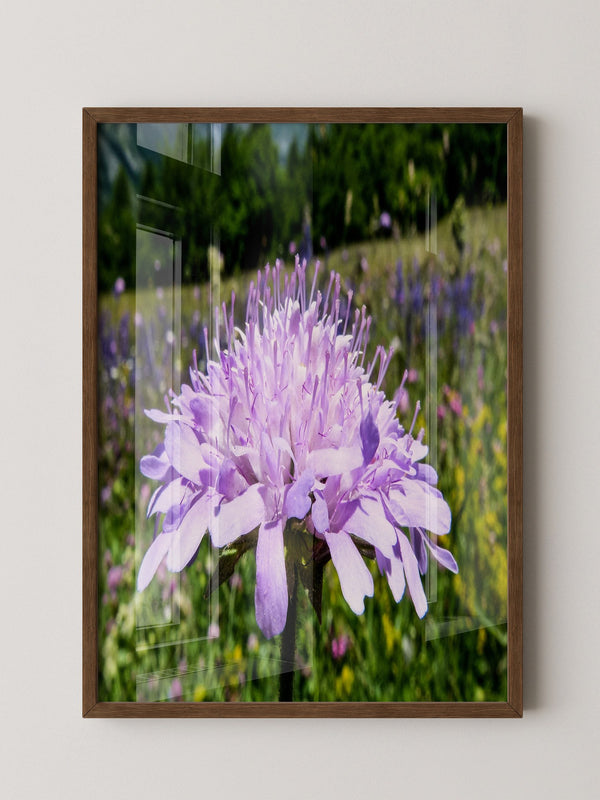 Lila Blume Nahaufnahme