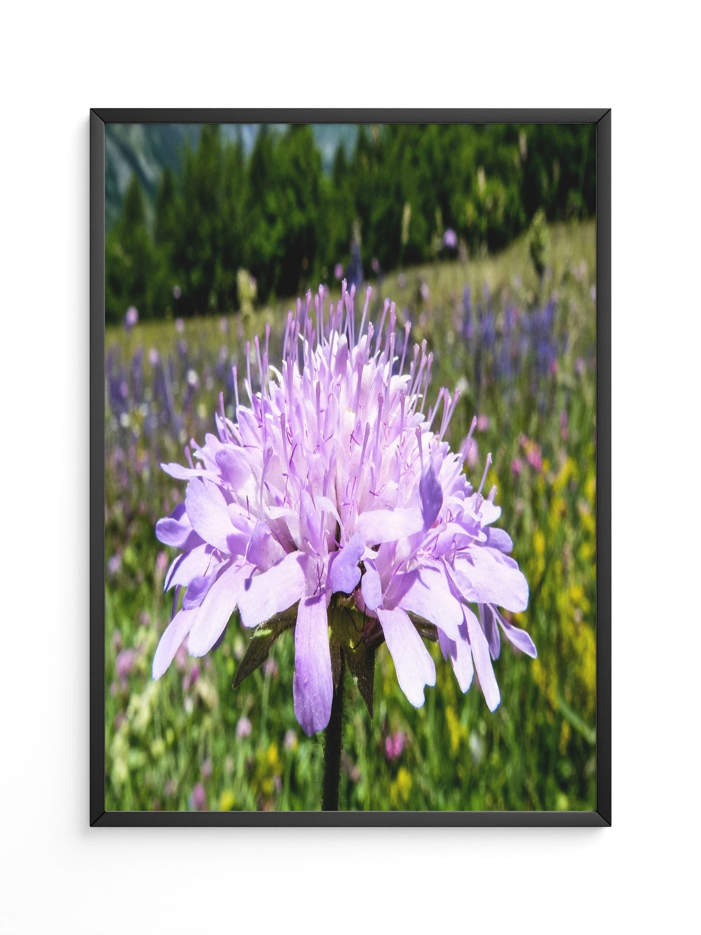 Lila Blume Nahaufnahme