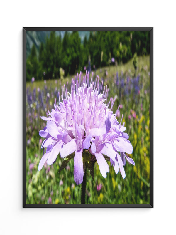 Lila Blume Nahaufnahme