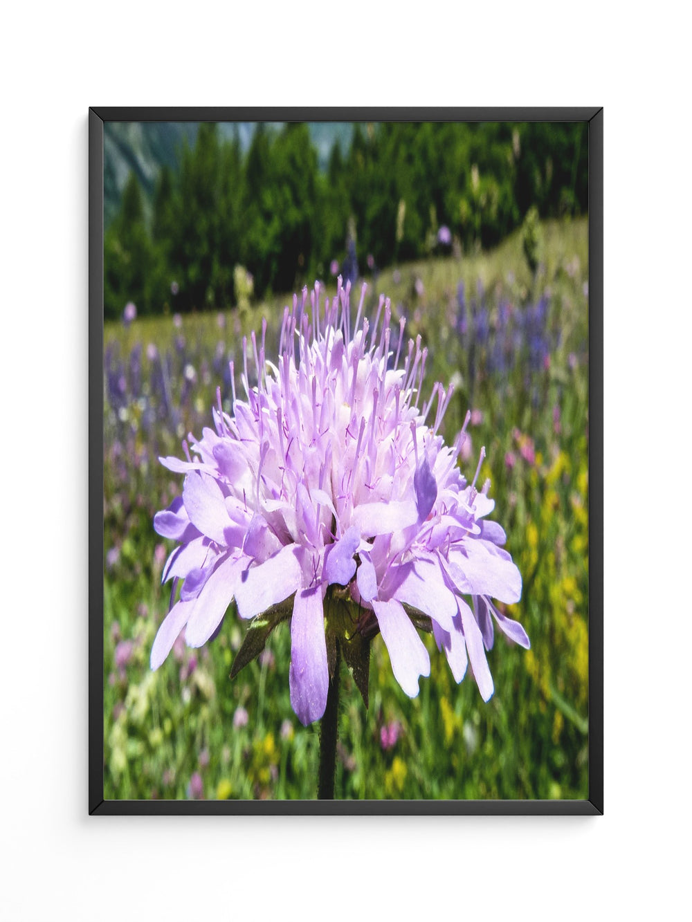 Lila Blume Nahaufnahme