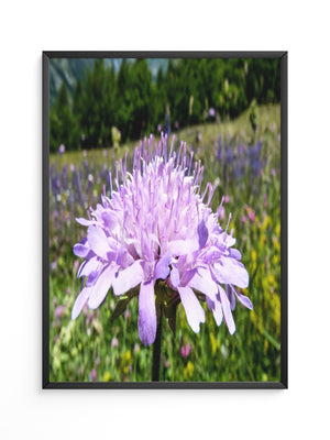 Lila Blume Nahaufnahme