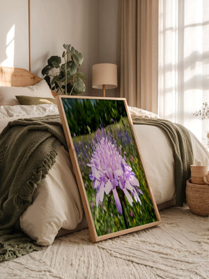 Lila Blume Nahaufnahme